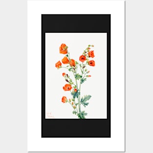 flowers painting, Scarlet Globe Mallow (1927) by Mary Vaux Walcott Posters and Art